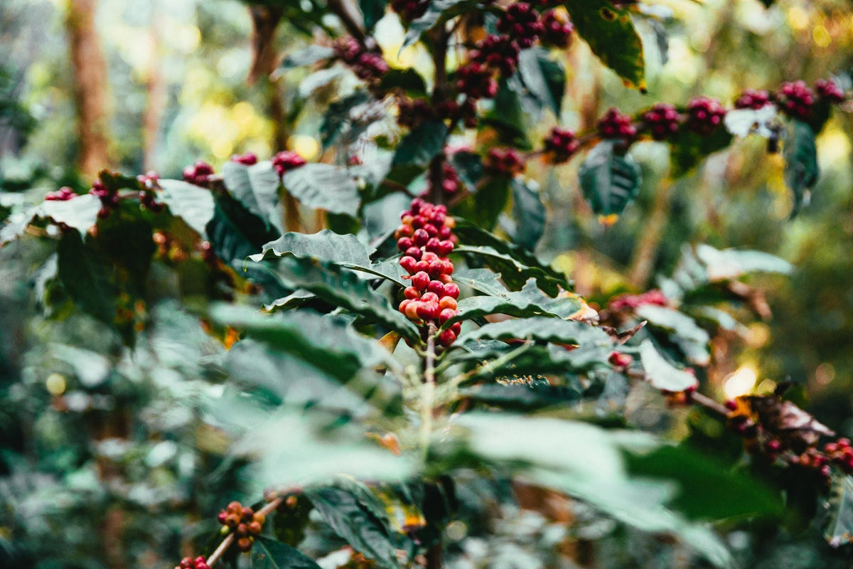 cafetal-cereza.jpg