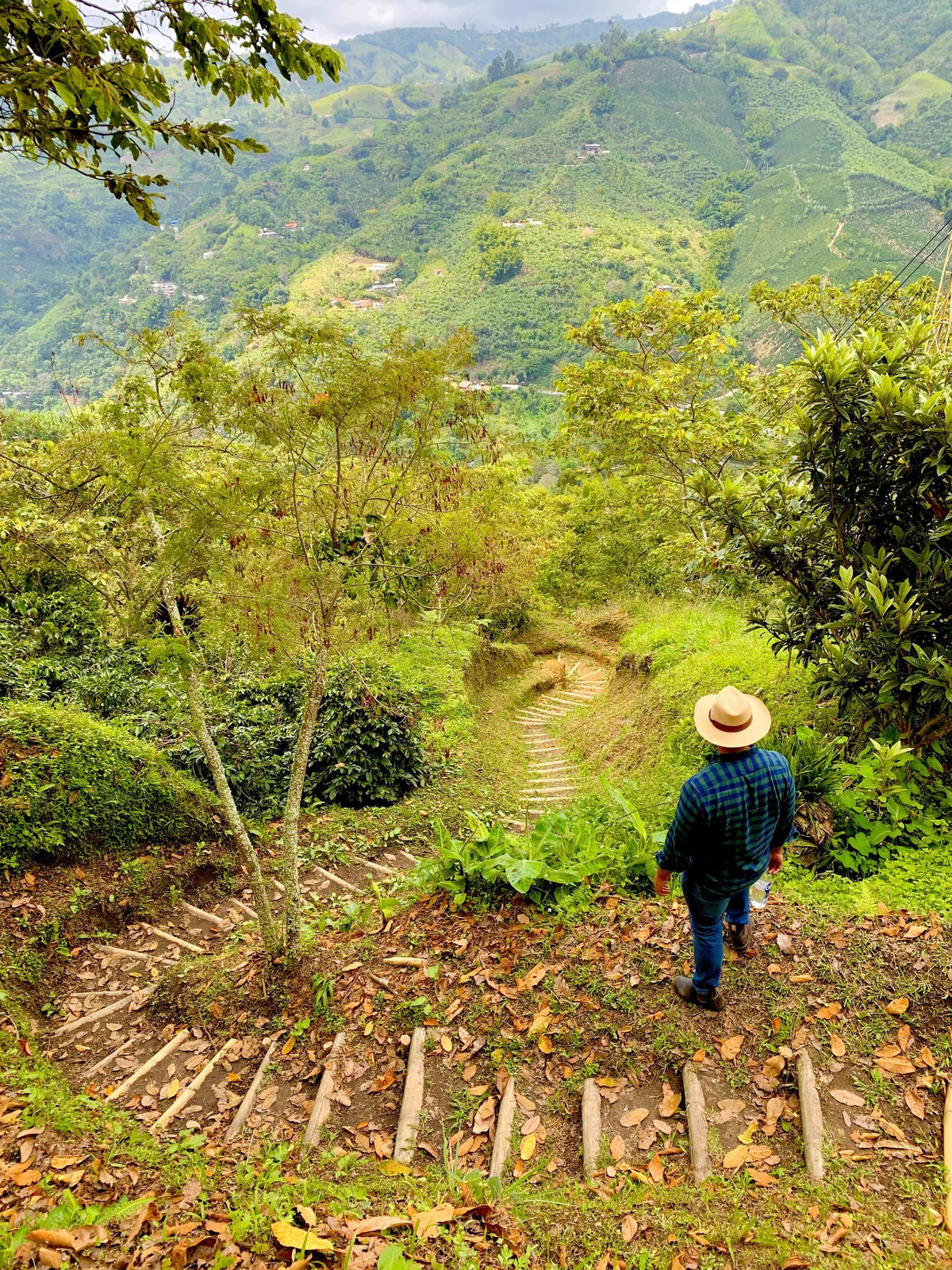 camino-cafetal.jpg