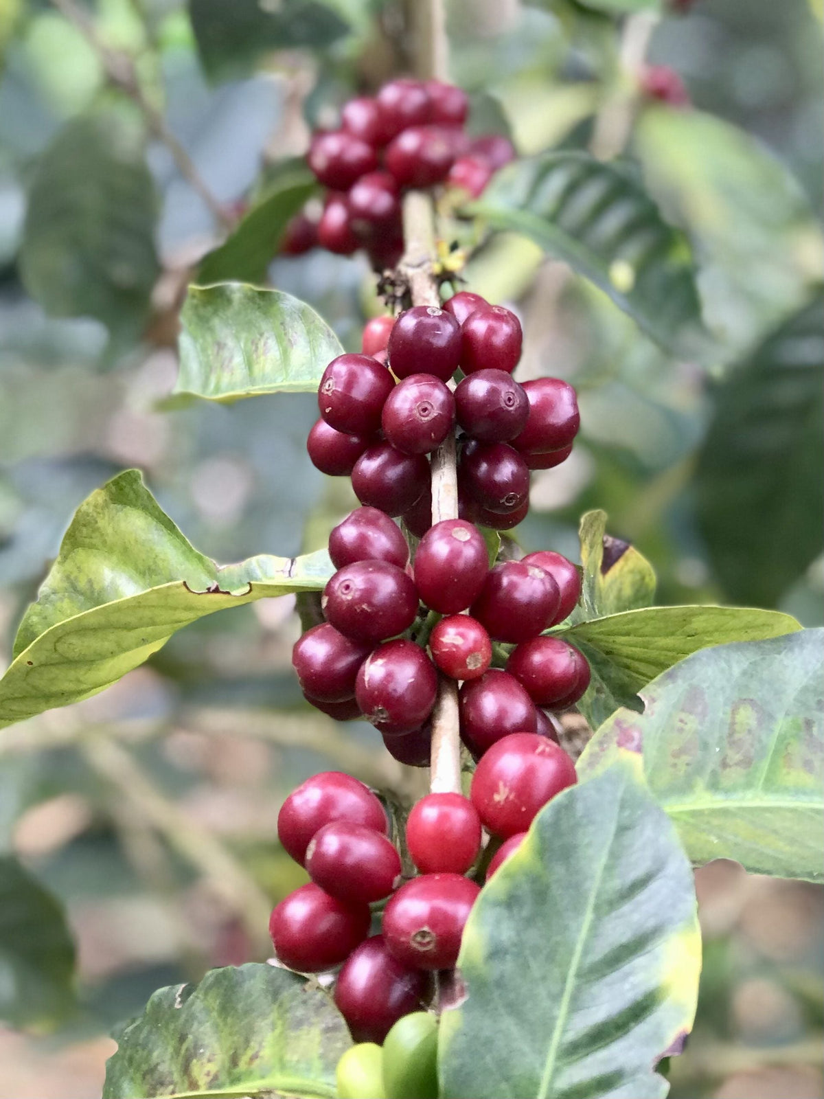 cerezas-maduras.jpg