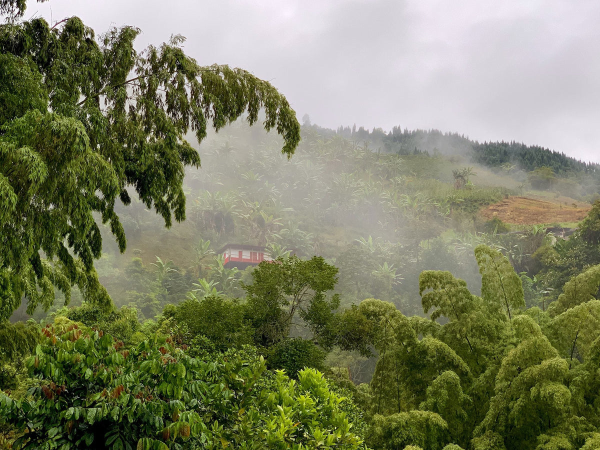 montana-niebla.jpg